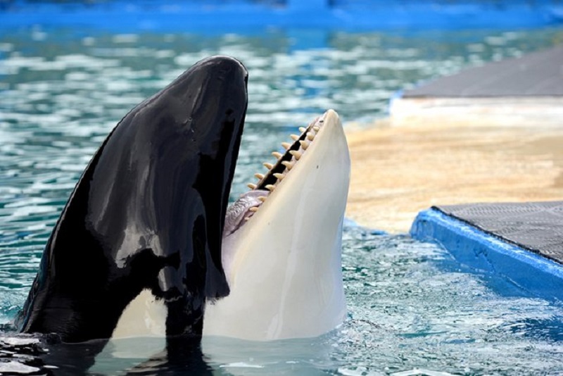 Orca Lolita. La alcaldesa de Miami Dade, Daniella Levine Cava, anunció este jueves que la orca Lolita, que lleva más de 50 años en cautividad en el Miami Seaquarium, será finalmente trasladada a las aguas del Pacífico Norte donde nació para ser puesta en libertad.
