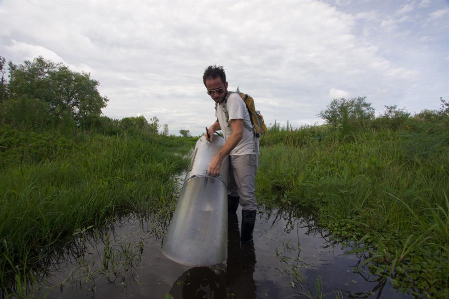 el biólogo especialista en mosquitos, Lawrence Reeves, mientras recolecta mosquitos Culex lactator