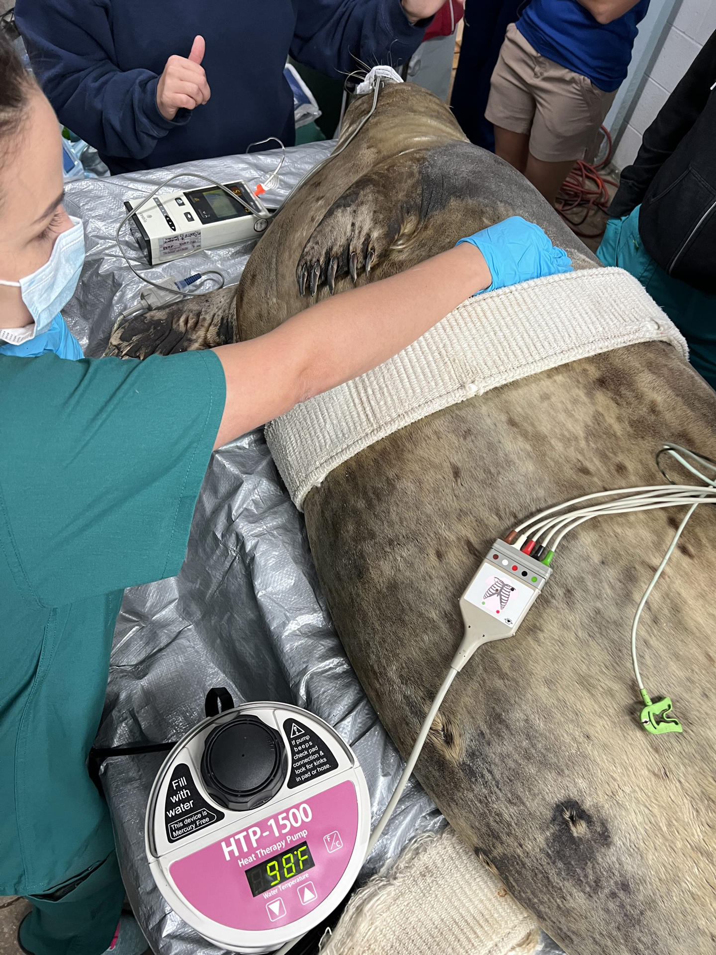 la foca com&uacute;n llamada Ocean en el quir&oacute;fano