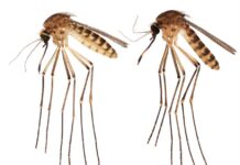 Mosquito no nativo levanta alarmas en Florida por posibles enfermedades mosquitos Culex lactator (2)