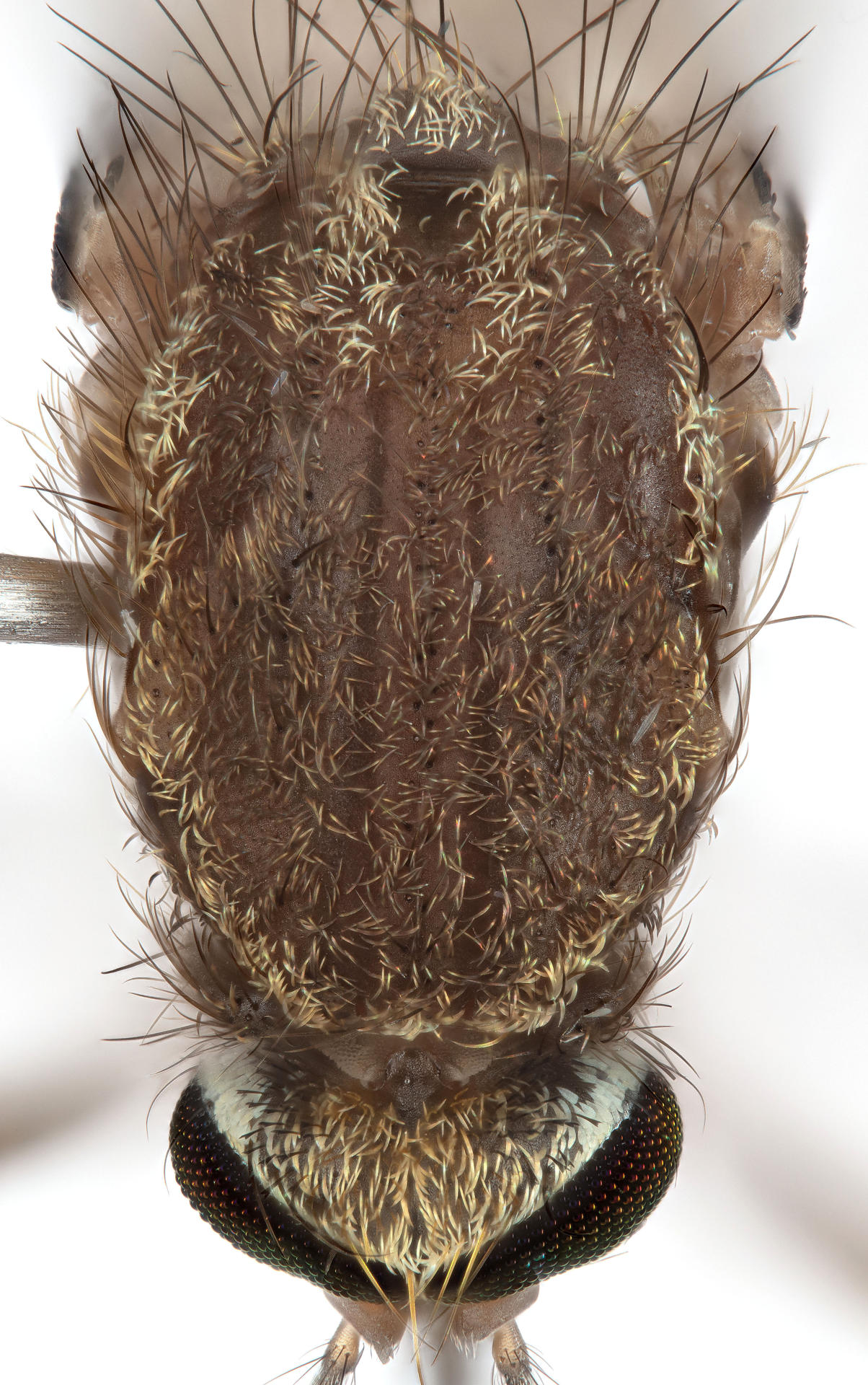 mosquito Culex lactator