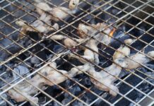 Las ranas experimentan auge gastronómico en sur de México ante la Cuaresma rana asada.