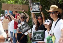 se manifiestan de manera pacífica con una cadena humana contra el Tren Maya por la devastación de arrecifes y manglares (3)