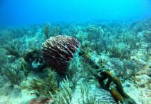 Barco de piedra de Cuba a México para Tren Maya daña corales, asegura buzo un coral dañado por una cadena de una ancla de un buque en Puerto Morelos