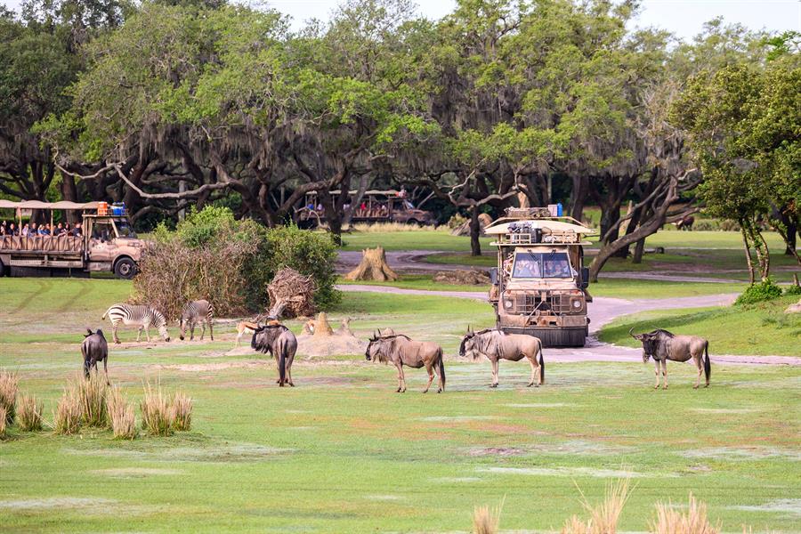 Animal Kingdom, uno de sus parques temáticos en Lake Buena Vista, (1)