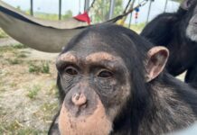 El ser humano debe entender que un chimpancé tiene que vivir con los suyos el chimpancé Cash