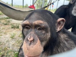 el chimpancé Cash