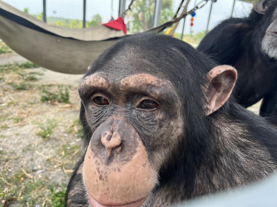 el chimpancé Cash el chimpancé Cash