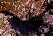 erizos Diadema.1