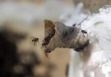 La producción de miel de abeja melipona es una actividad económica prehispánica endémica del municipio de Cuetzalan del Progreso perteneciente al central estado mexicano de Puebla, la cual mantienen los habitantes del lugar quienes presumen además de las propiedades curativas de la sustancia.
