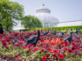 El botánico de Nueva York es tomado por cientos de esculturas de buitres para hacer pensar Más de cuatrocientas esculturas de buitres recubiertas de brillantina han tomado el Jardín Botánico de Nueva York (NYBG) para picotear su tierra recubierta de flores con el objetivo de hacer que los visitantes no solo se centren en la belleza del lugar, sino que se cuestionen cómo les hace sentir, según explica a EFE hoy la artista jamaicana Ebony Patterson.