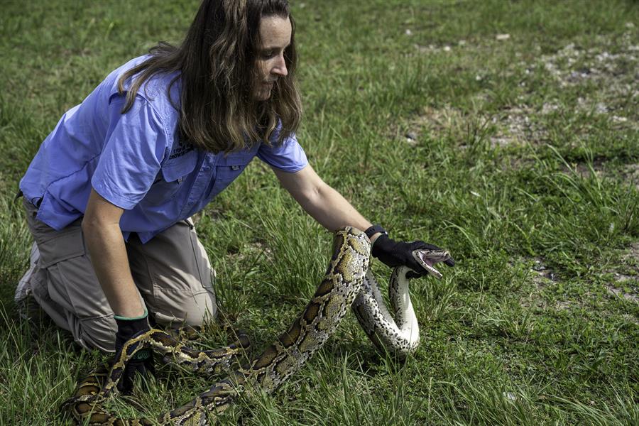 mujer mientras muestra como se atrapa a una pitón birmana pitón birmana
