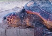 Dos ejemplares adultos de tortuga boba que se encontraban enfermos, afectados por la marea roja y cubiertos de percebes, fueron curados en el Hospital de Tortugas Marinas del Zoológico de Miami y liberados en aguas de Naples, en la costa oeste de Florida, informó este jueves el centro de animales.