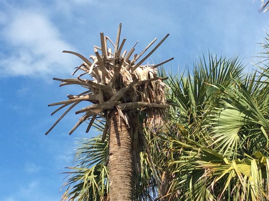 Palmera afectada por la enfermedad llamada "bronceado letal", causada por el insecto conocido como el saltahojas de la palma, hapalaxius crudus.