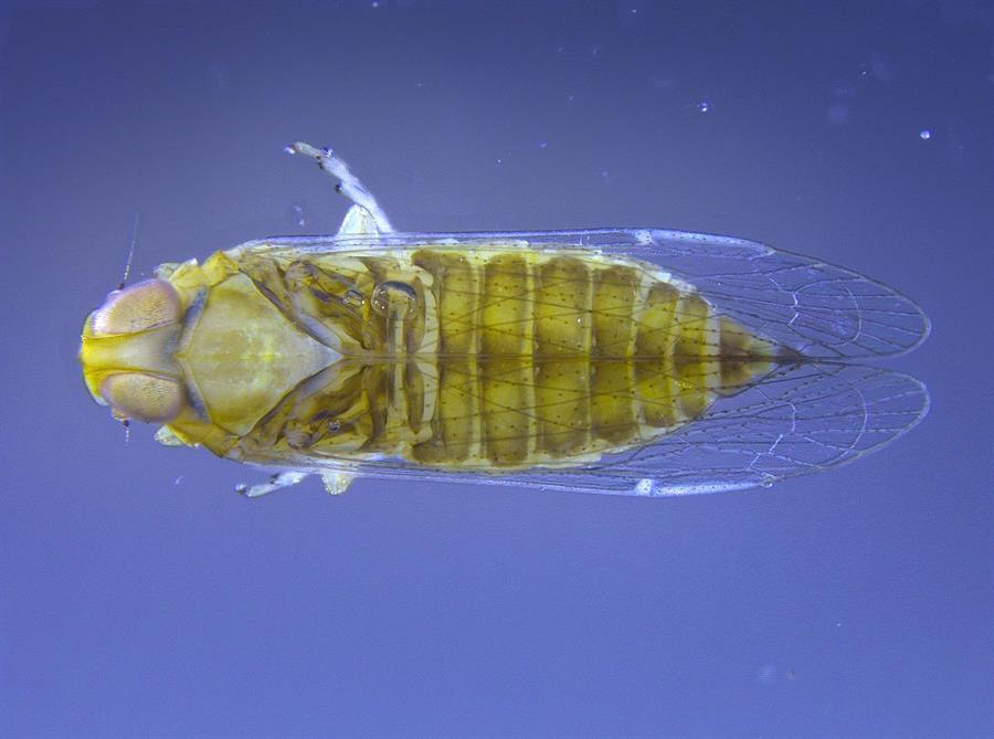 Saltahojas de la palma, hapalaxius crudus, insecto que transmite la enfermedad del "bronceado letal" originaria de Jamaica. 