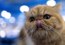 Nueva York prohíbe la venta de animales criados en granjas comerciales gatos