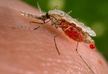 MALARIA, MOSQUITO