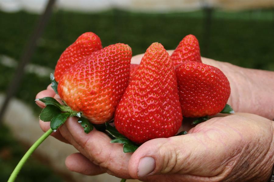 un puñado de frutos de fresa.
