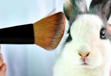 Canadá prohíbe el uso de animales para probar productos cosméticos uso de animales para probar productos cosméticos