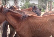 Agentes de la policía del condado de Volusia, en la costa este de Florida, rescataron a cuatro caballos en estado de desnutrición avanzada, uno de los cuales hubo que sacrificar, y presentaron cargos contra el dueño por crueldad animal, informó este viernes la oficina del alguacil.