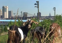 Las cabras Charlie, Cowgirl, Mallomar y Chico son las encargadas este verano de comerse las malas hierbas que crecen en las rocas de la sección de Forever Wild, una área natural protegida y santuario de aves de Riverside Park, parque que bordea en río Hudson en el Upper West Side de Manhattan. Foto de Grean Goats