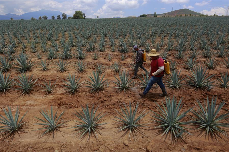 El paisaje agavero del tequila (1)
