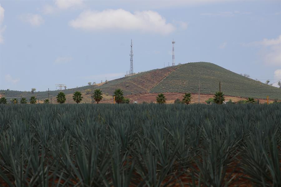 El paisaje agavero del tequila (2)