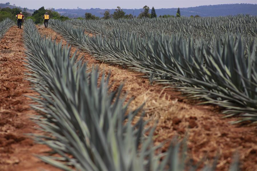 El paisaje agavero del tequila (3)