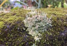 El cambio climático amenaza a 771 especies de plantas y líquenes en peligro de extinción Todas las plantas y líquenes incluidos en la lista de especies en peligro de extinción de la Ley de Especies Amenazadas son sensibles al cambio climático.