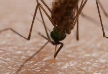 Las autoridades sanitarias de Florida identificaron dos casos adicionales locales de malaria, por lo que suman ya seis las personas infectadas desde mayo pasado en este estado, todas ellas en el condado de Sarasota, en la costa suroeste.