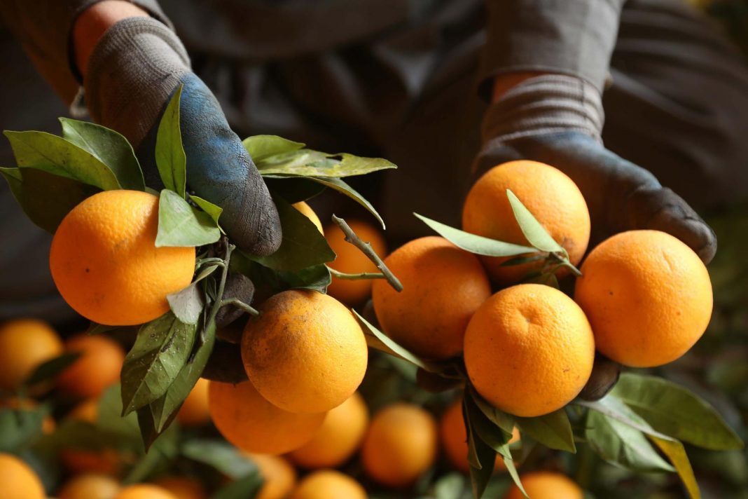 Naranjas La cosecha de cítricos 2022-2023 en Florida fue la peor en casi un siglo por los efectos combinados del devastador huracán Ian y la enfermedad Huanglongbing (HLB) o