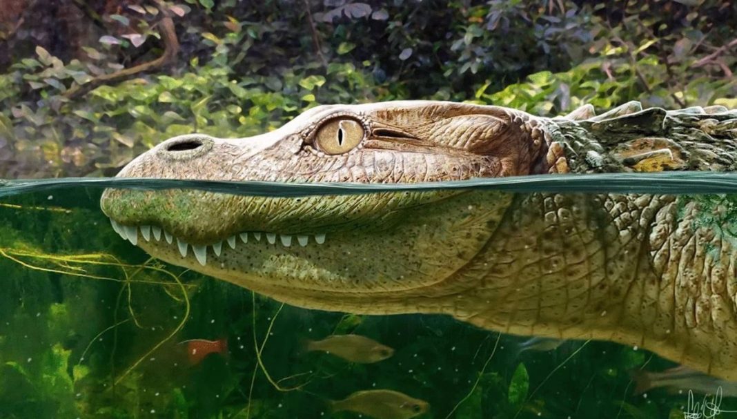 Ciencia.-Identifican una nueva especie extinta de caimán asiático Una nueva especie de caimán antiguo procedente de Tailandia que está estrechamente relacionado con el caimán chino ('Alligator sinensis') ha sido descrito en la revista Scientific Reports.