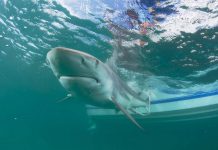 Nueva York contratará más drones ante la creciente presencia de tiburones en sus playas Nueva York va a contratar un mayor número de drones para vigilar a los tiburones, cuya presencia ha aumentado en playas de Long Island, donde han mordido a varias personas, y en las del océano Atlántico, informó este viernes la gobernadora Kathy Hochul.