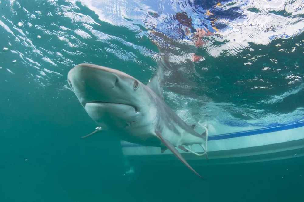 Tiburones Nueva York va a contratar un mayor número de drones para vigilar a los tiburones, cuya presencia ha aumentado en playas de Long Island, donde han mordido a varias personas, y en las del océano Atlántico, informó este viernes la gobernadora Kathy Hochul.