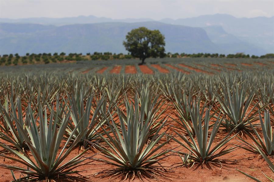 campos de agave