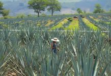 La industria tequilera en México certifica sus agaves para evitar un impacto ambiental