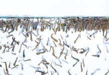 Idean un "mapamundi" interactivo de los mosquitos para ayudar a combatir la malaria