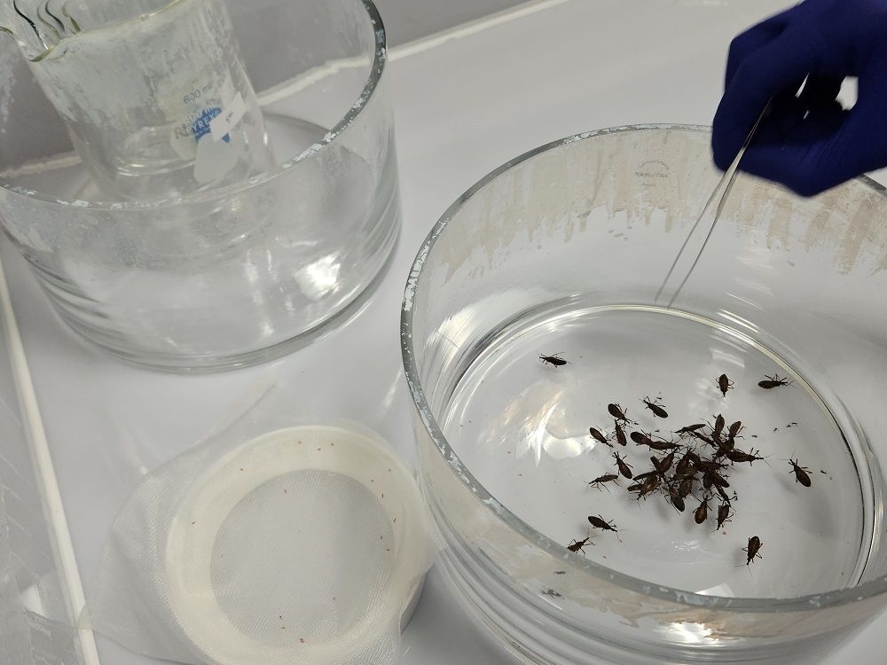 insectos