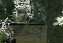Detectan nueva manada de lobos grises en California un siglo después de virtual exterminio El Departamento de Pesca y Vida Silvestre de California (CDFW) ha confirmado la existencia de una nueva manada de lobos grises, especie en peligro otrora común en el estado, de donde fue virtualmente eliminada en la década de 1920.