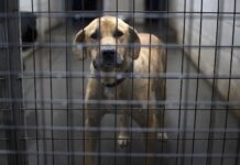 Organización denuncia que cada día mueren 450 perros abandonados en albergues Una media de 450 perros mueren cada día en los albergues de Estados Unidos donde han sido abandonados, denunció este viernes la Sociedad Animal de Mejores Amigos en un comunicado, con ocasión del Día Nacional del Perro, que se celebra mañana.