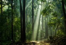 Gobernadora de Nueva York promete invertir 1.000 millones en lucha contra cambio climático amazonia