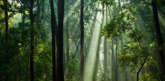 amazonia