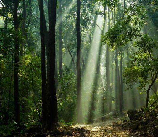 Acusan a Harvard y empresas de EE.UU. de impulsar deforestación en Brasil para producir soja amazonia