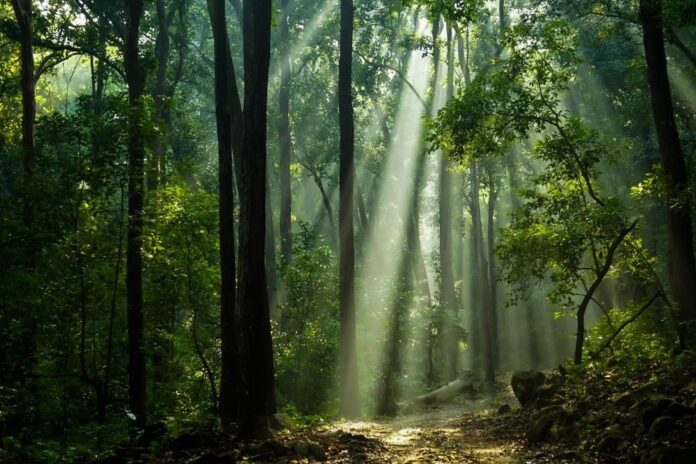 Ciencia.-Las regiones de la Amazonia más expuestas al cambio climático amazonia