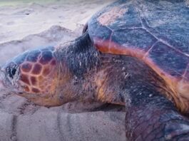 Las cifras preliminares de nidos de tortugas marinas verdes y bobas contabilizados en Florida muestran que 2023 será un año récord para ambas especies, con 56.151 y 127.808 desoves, respectivamente, en las playas del estado hasta el 31 de julio pasado, informó este viernes la Comisión para la Pesca y la Fauna (FWC).