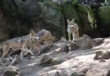 Estados Unidos otorga más protecciones al lobo mexicano para evitar las matanzas lobo mexicano