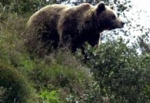 oso1