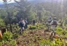 siembra de àrboles en Mèxico