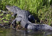 Las autoridades de Florida investigan el ataque fatal este viernes de un caimán de casi 4 metros a una persona en una zona próxima a un canal de la localidad de Largo, en el condado de Pinellas.