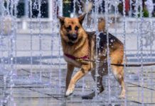 Commander, el perro de los Biden, ha mordido a una veintena de agentes secretos Champ1.